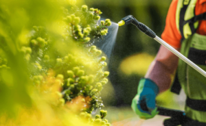 An agricultural worker sprays crops with Roundup